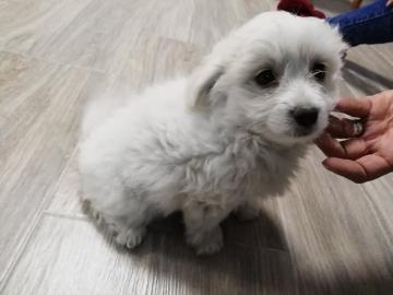 Bichon Fris? Welpe