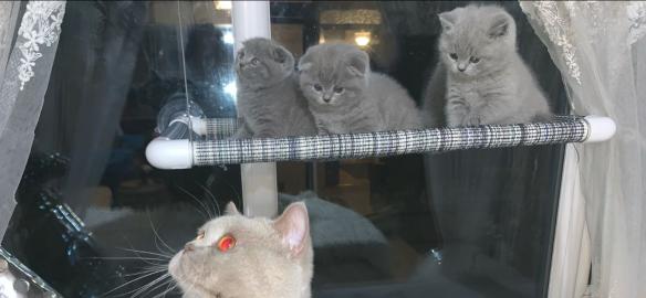Scottish Fold K?tzchen