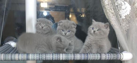 Scottish Fold K?tzchen