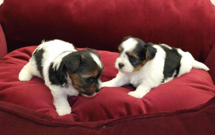 Biewer Yorkshire Terrier Welpen