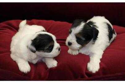Biewer Yorkshire Terrier Welpen