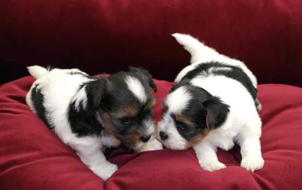 Biewer Yorkshire Terrier Welpen