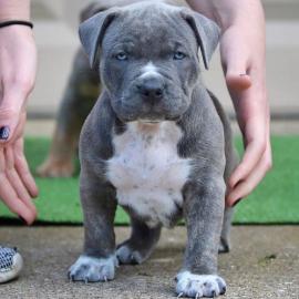 American Pitbull Welpen
