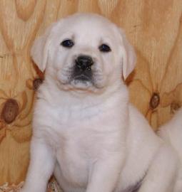 S��e Labrador Welpen, allen Farben