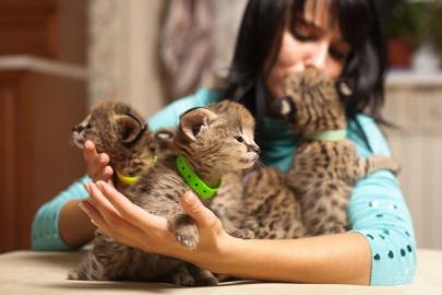Savannah und  Serval Katzen zum Verkauf