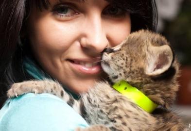 Savannah und  Serval Katzen zum Verkauf