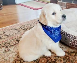 Liebevolle Erh?ltlich Labrador Retrieve