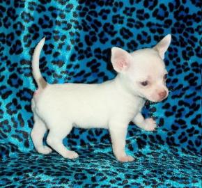S��e Chihuahua Welpen