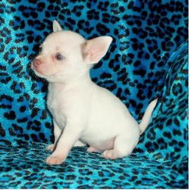 S��e Chihuahua Welpen