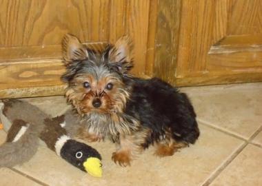 Gesunde Yorkie Welpen