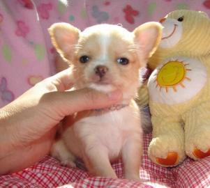 Chihuahua welpen LH & KH