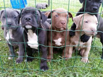 Wundersch�ner American XL Bully Blueline