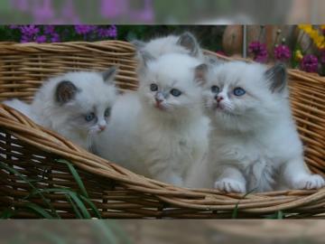 Ragdoll Kitten m. P.  liebe verschmuste Ba