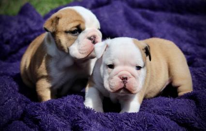 Superkleine Erh?ltlich Englische Bulldog