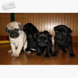 mops Welpen