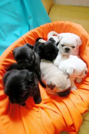Mops Welpen