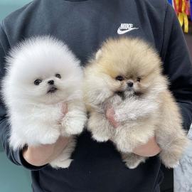 MINI POMERANIAN/ZWERGSPITZ-BOO WELPEN ZU