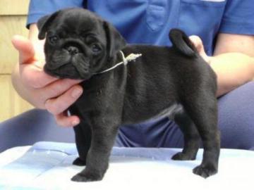 Wundersch�n Mops Welpen