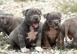 American Pitbull Terrier blueline
