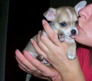 Weihnachten Chihuahuawelpen KH/LH suche