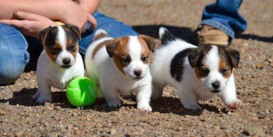 liebevolles Jack-Russell-Terrier mit Pap