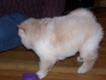 Gorgeous Chow Chow puppy
