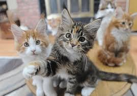 Reinrassiges Maine Coon M?del*Kitten*