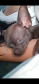 Chihuahua