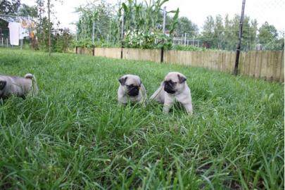 (super s�sse Mops Welpen suchen Liebevol