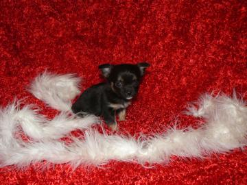 mini chihuahua welpen