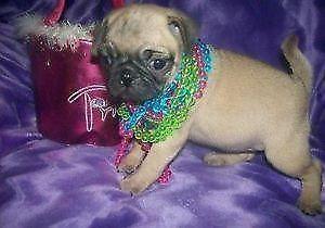 kleine s�sse Mo-Ch Mops