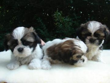 Shih Tzu Welpen! Prima versorgt