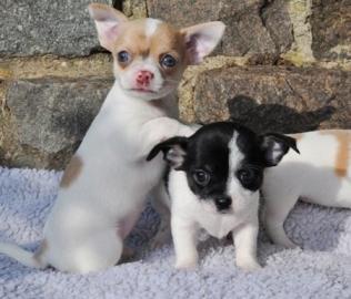 Aufgestellte Chihuahua Welpen aus Zucht