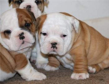 Adorable English Bulldog Welpen
