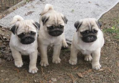 Weihnachten Mops Welpen. 