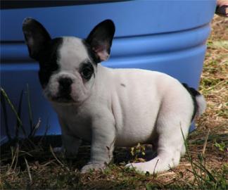 Franz�sische Bulldoggen Welpen mit Papie