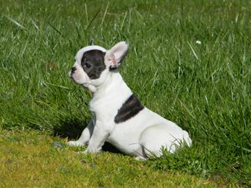 Franz�sische Bulldoggen Welpen mit Papie