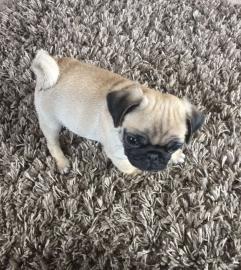 Mops Welpen