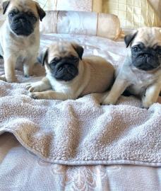 Mops Welpen