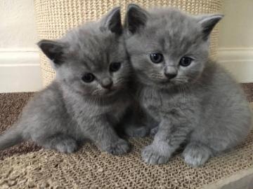 Reinrassige BKH K�tzchen in Blue und Lil