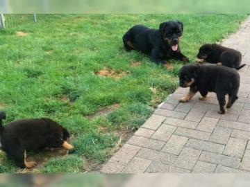 Rottweiler welpen