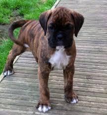 Boxer Welpe