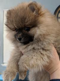 Pommersche Welpen suchen ihr neues Zuhau