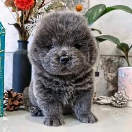 Sch?ne Chow-Chow-Welpen