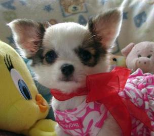 Wundersch�ne Reinrassige Chihuahua Welpe