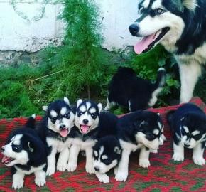 Pedigree Siberian Husky Welpen zum Verka