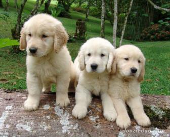 Goldfarben Golden Retriever Welpen