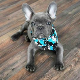 Franz�sische Bulldog Welpen