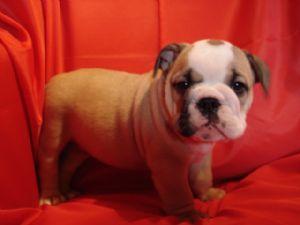 Englisch Bulldogge Welpen