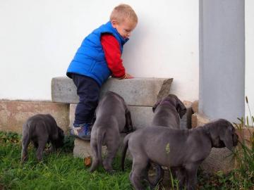 Deutsche Dogge blau - Welpen zu verkauf